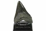 Fossil Megalodon Tooth - South Carolina #140725-1